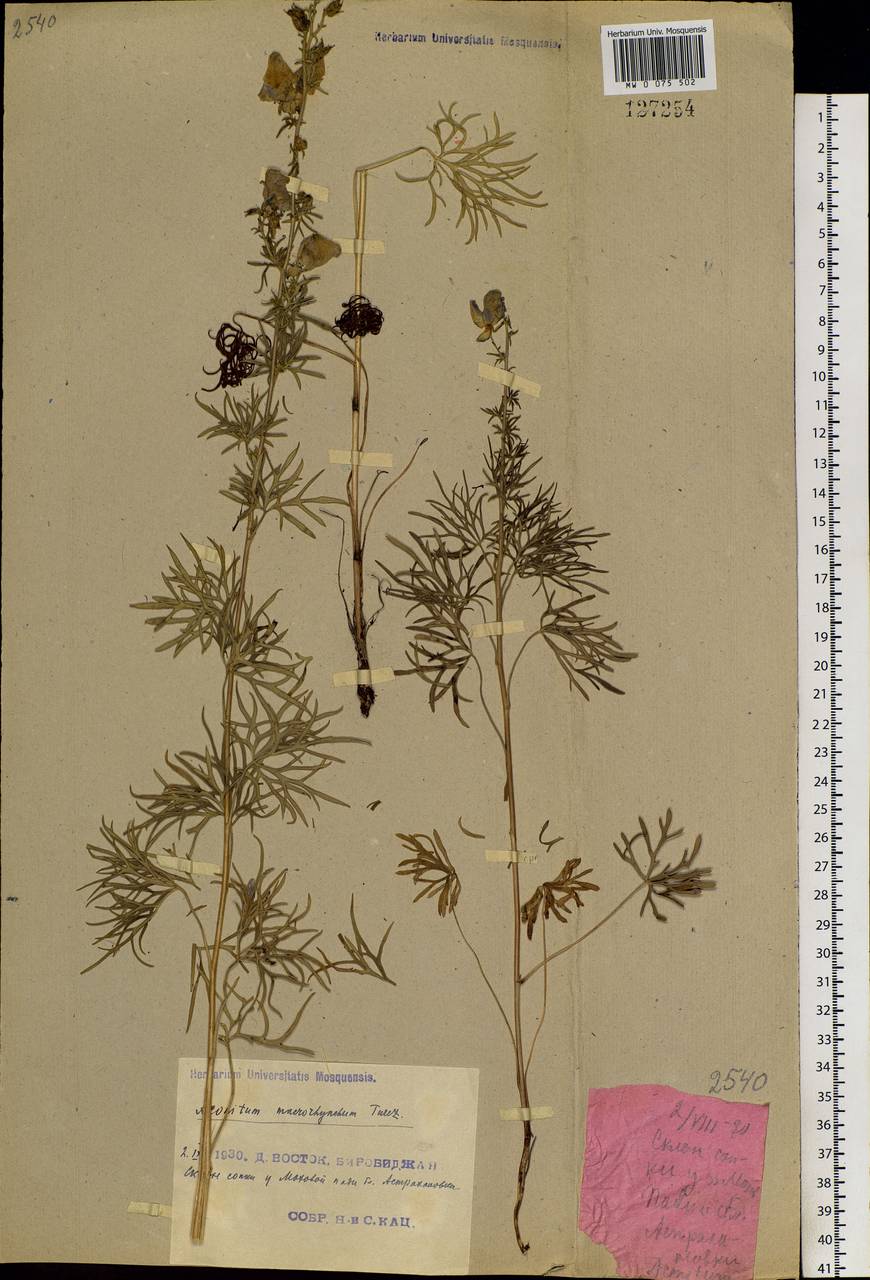 Aconitum macrorhynchum Turcz. ex Ledeb., Siberia, Russian Far East (S6) (Russia)