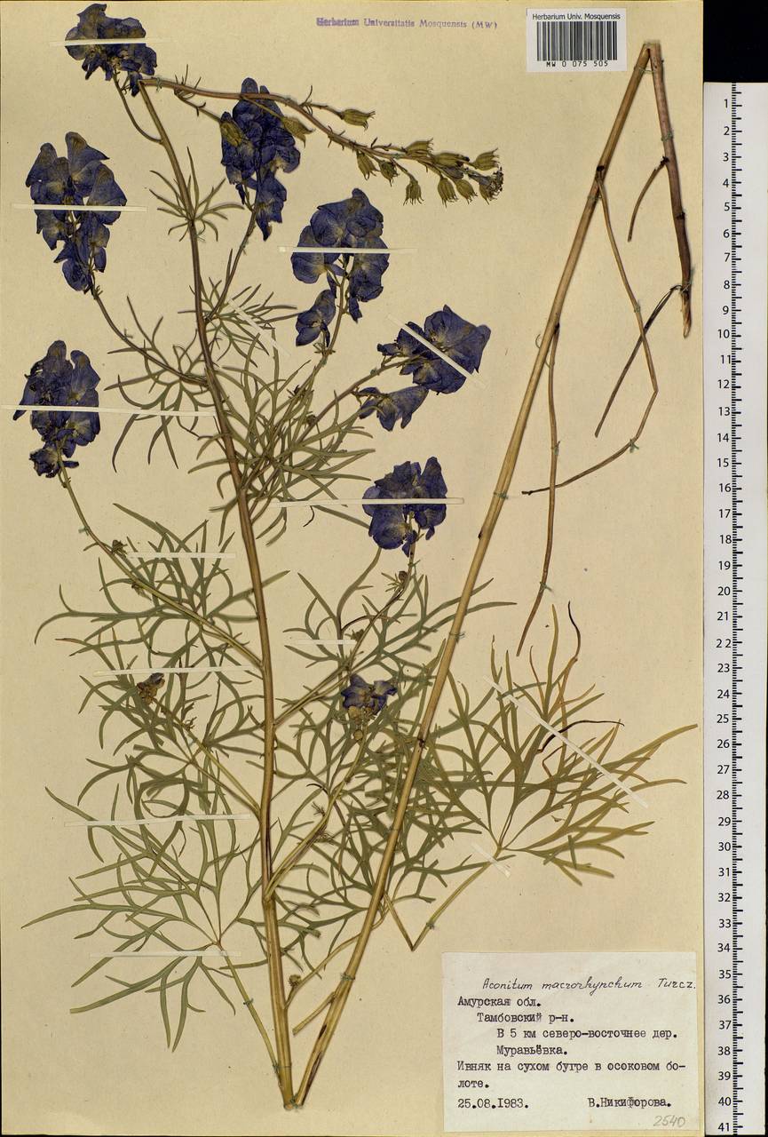 Aconitum macrorhynchum Turcz. ex Ledeb., Siberia, Russian Far East (S6) (Russia)