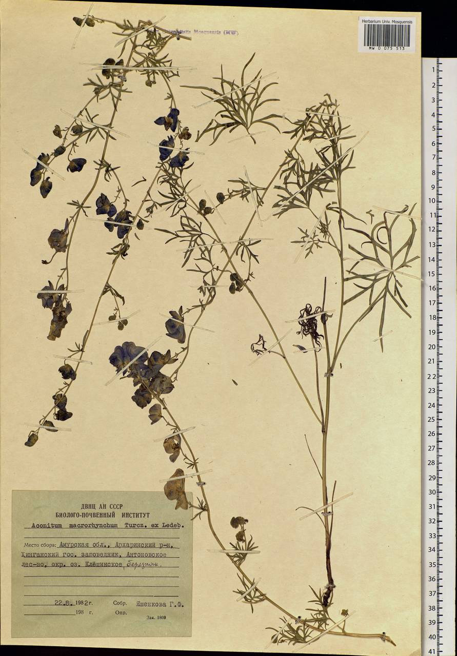 Aconitum macrorhynchum Turcz. ex Ledeb., Siberia, Russian Far East (S6) (Russia)