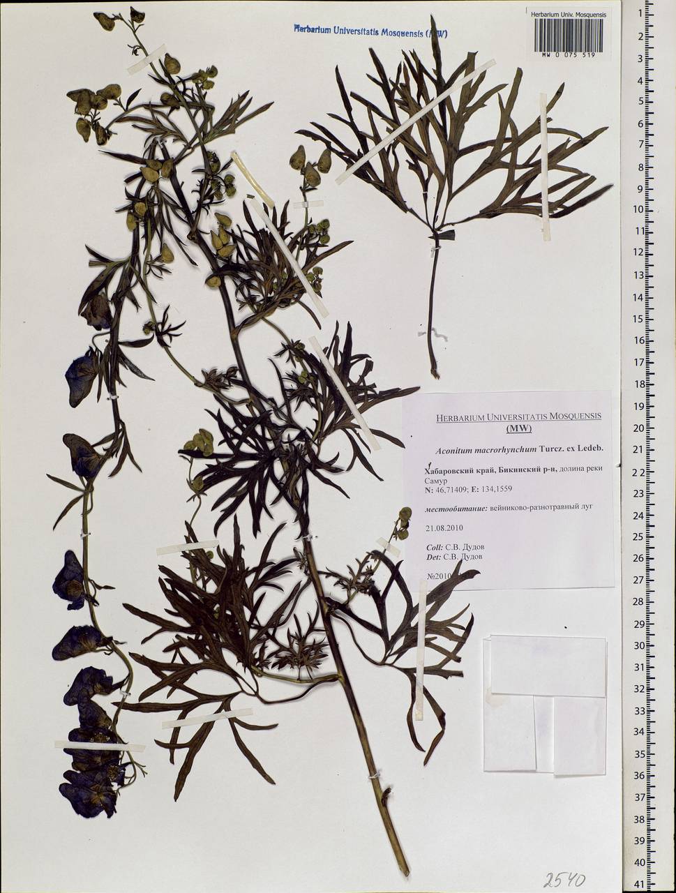 Aconitum macrorhynchum Turcz. ex Ledeb., Siberia, Russian Far East (S6) (Russia)