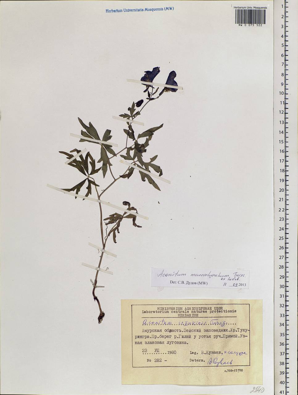 Aconitum macrorhynchum Turcz. ex Ledeb., Siberia, Russian Far East (S6) (Russia)