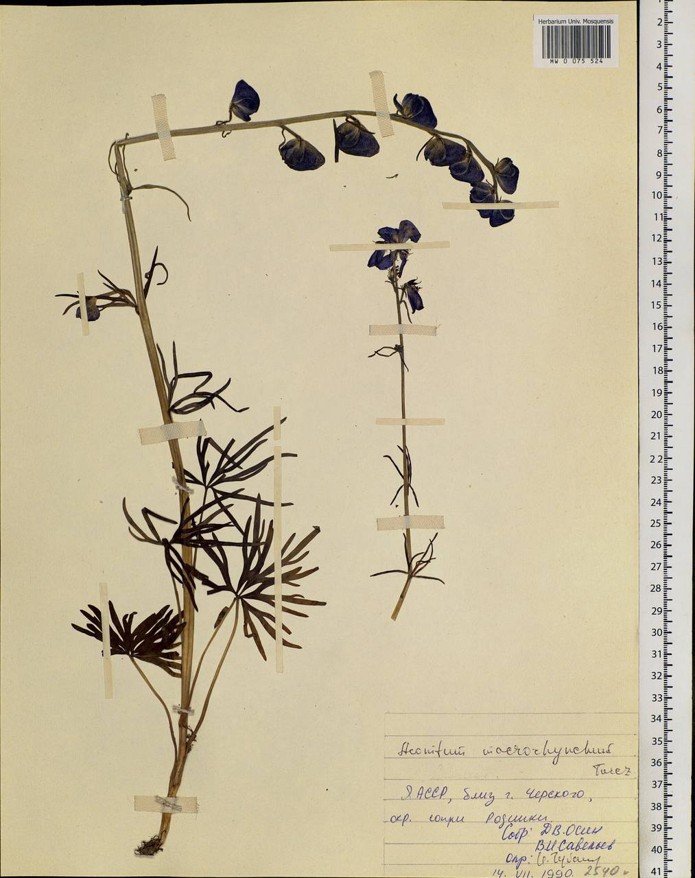 Aconitum macrorhynchum Turcz. ex Ledeb., Siberia, Yakutia (S5) (Russia)