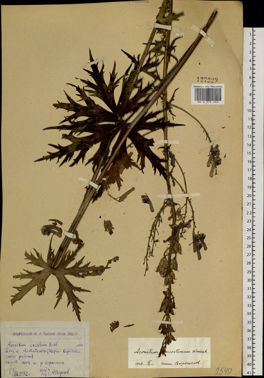 Aconitum leucostomum Vorosch., Siberia, Western (Kazakhstan) Altai Mountains (S2a) (Kazakhstan)