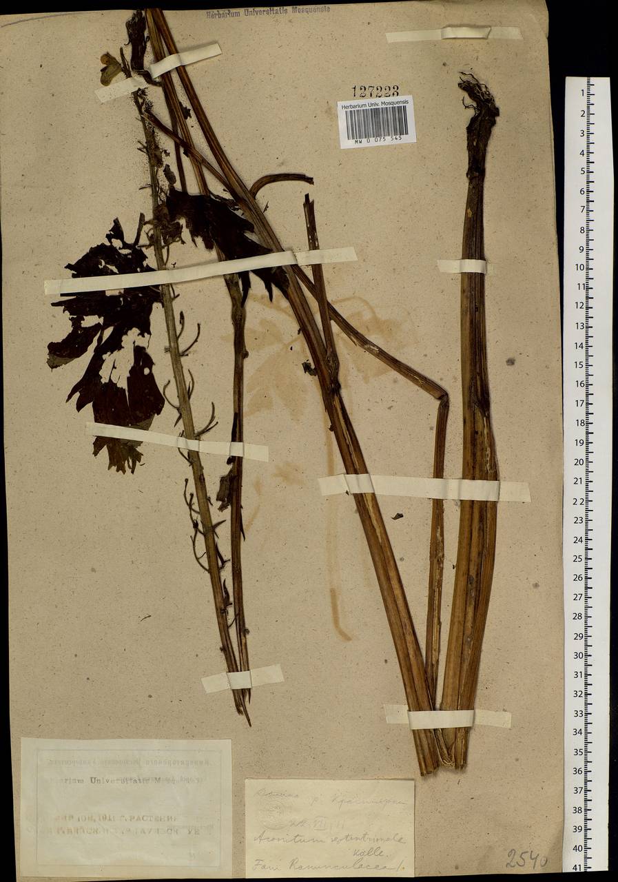 Aconitum leucostomum Vorosch., Siberia, Altai & Sayany Mountains (S2) (Russia)