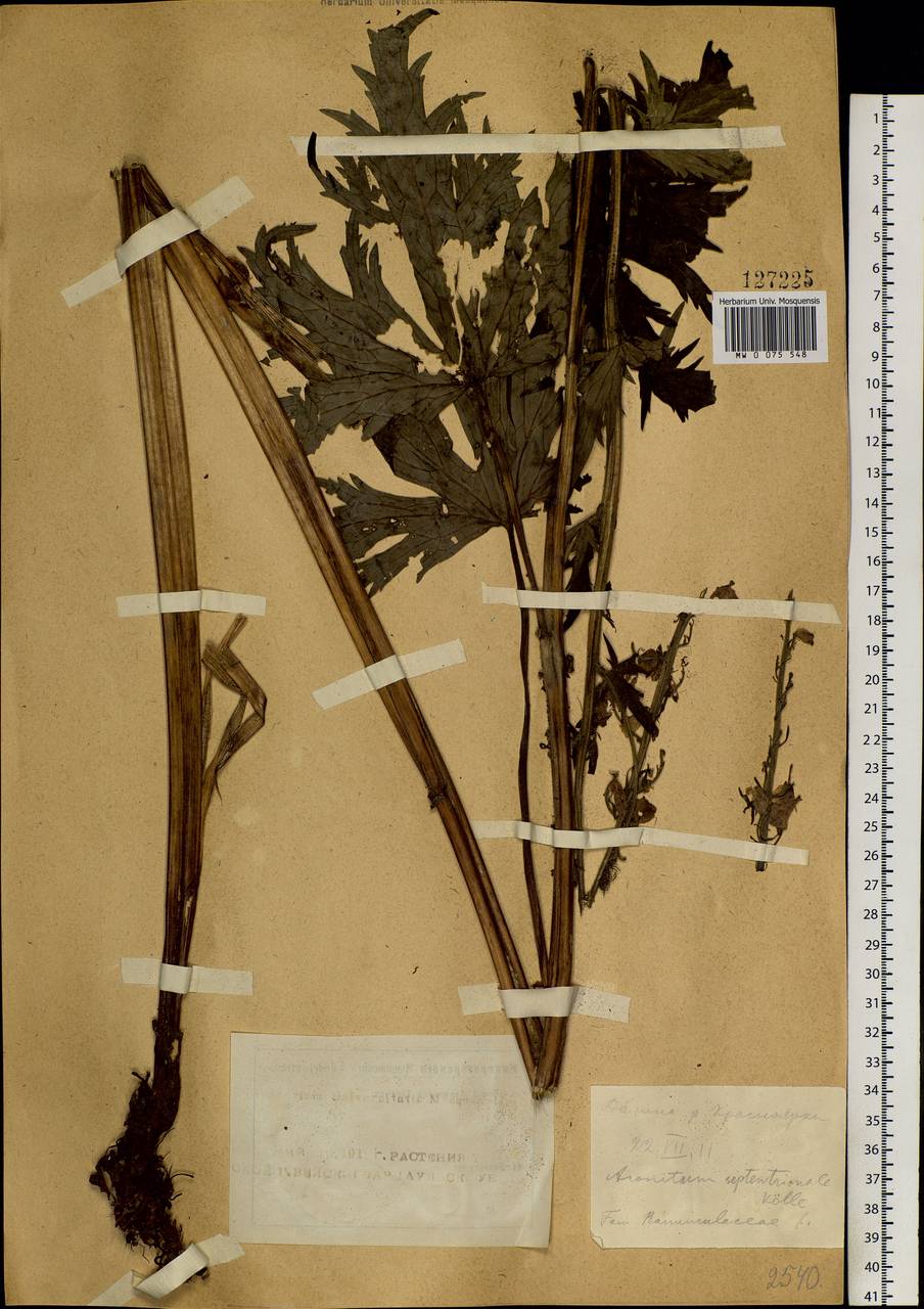 Aconitum leucostomum Vorosch., Siberia, Altai & Sayany Mountains (S2) (Russia)