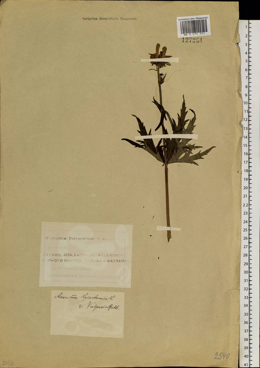 Aconitum leucostomum Vorosch., Siberia, Altai & Sayany Mountains (S2) (Russia)