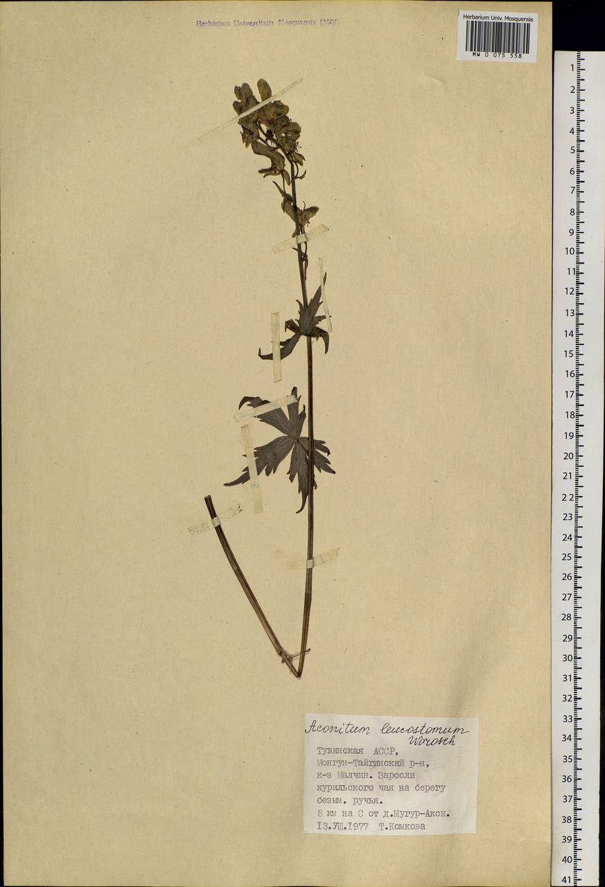 Aconitum leucostomum Vorosch., Siberia, Altai & Sayany Mountains (S2) (Russia)