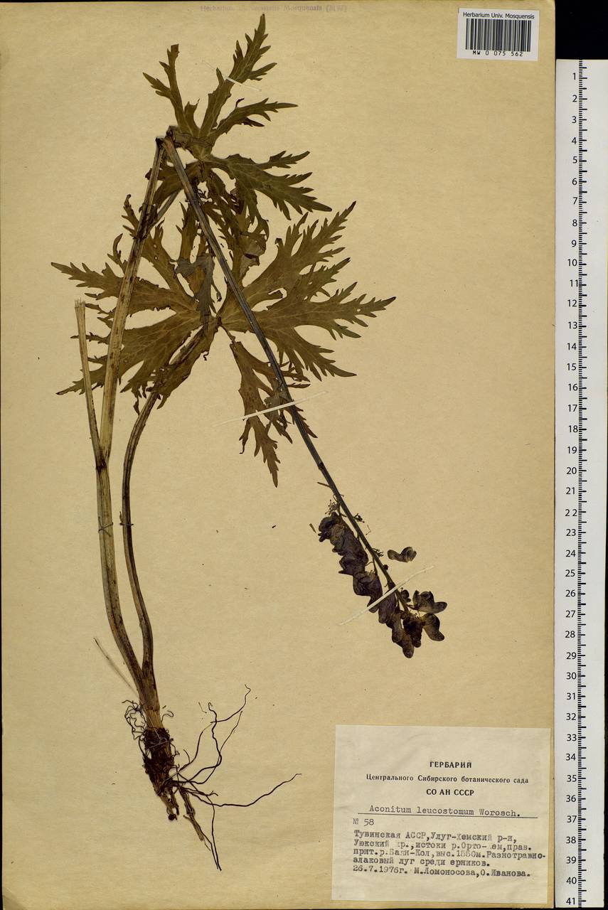 Aconitum leucostomum Vorosch., Siberia, Altai & Sayany Mountains (S2) (Russia)