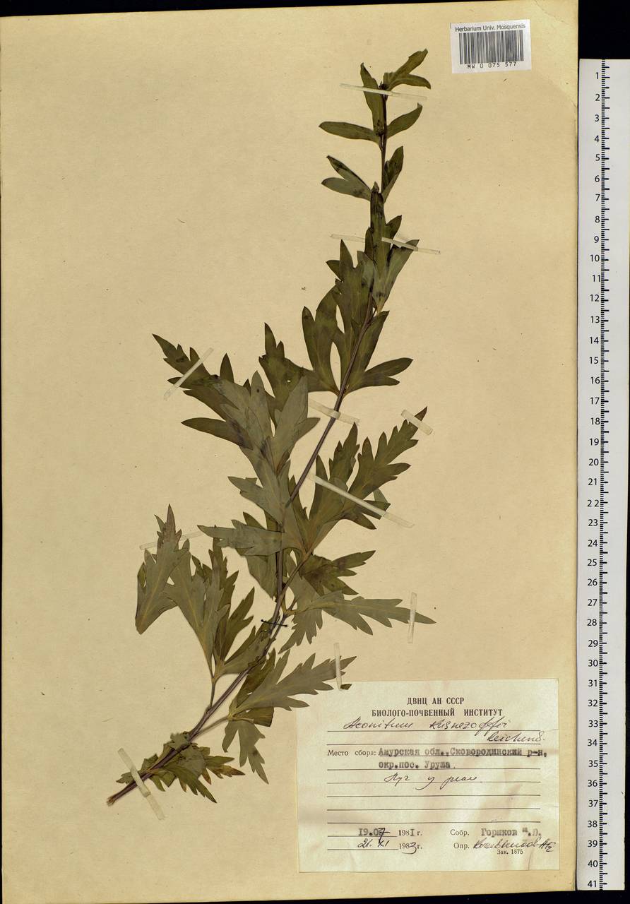 Aconitum kusnezoffii Rchb., Siberia, Russian Far East (S6) (Russia)