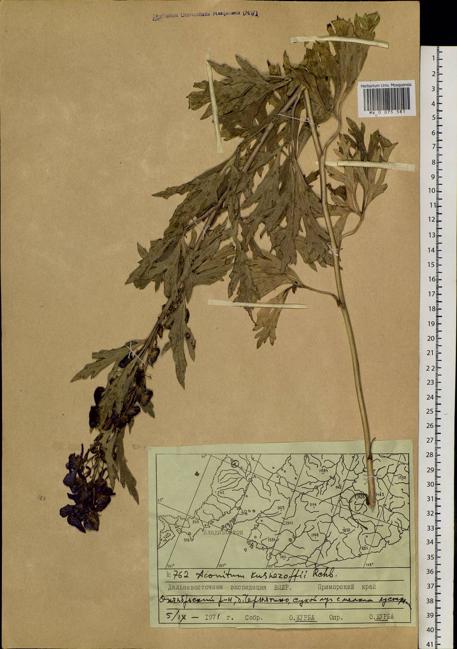 Aconitum kusnezoffii Rchb., Siberia, Russian Far East (S6) (Russia)