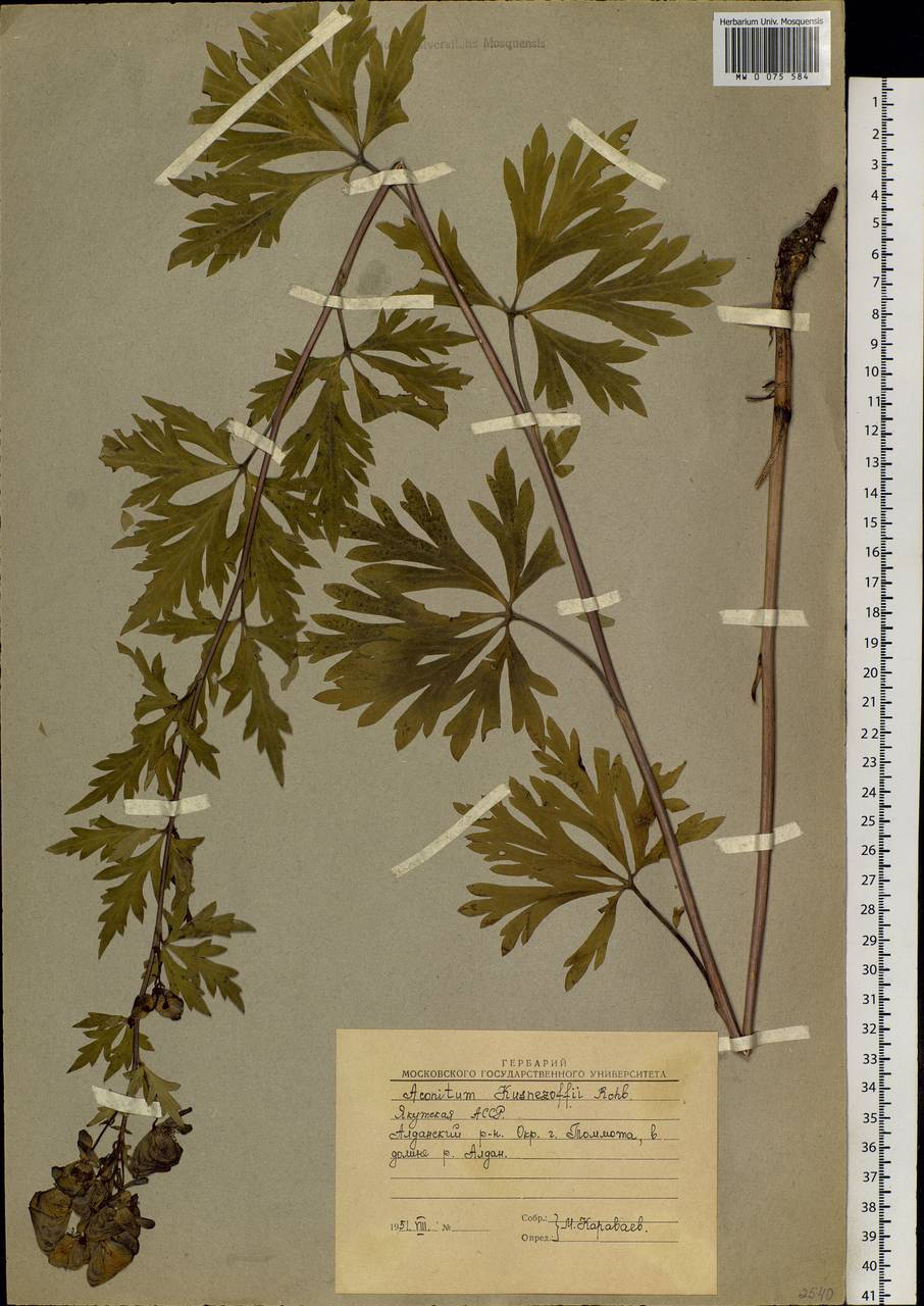 Aconitum kusnezoffii Rchb., Siberia, Yakutia (S5) (Russia)