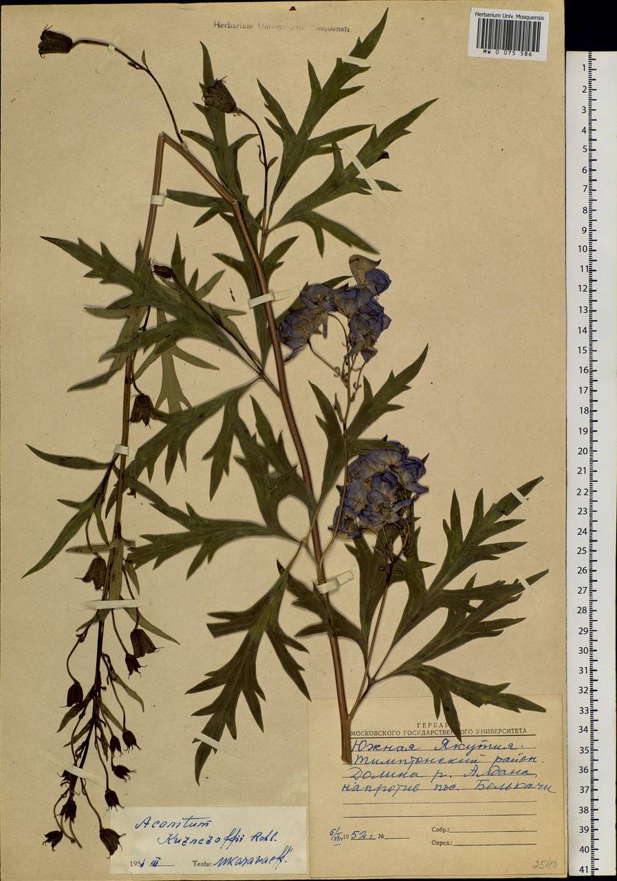 Aconitum kusnezoffii Rchb., Siberia, Yakutia (S5) (Russia)