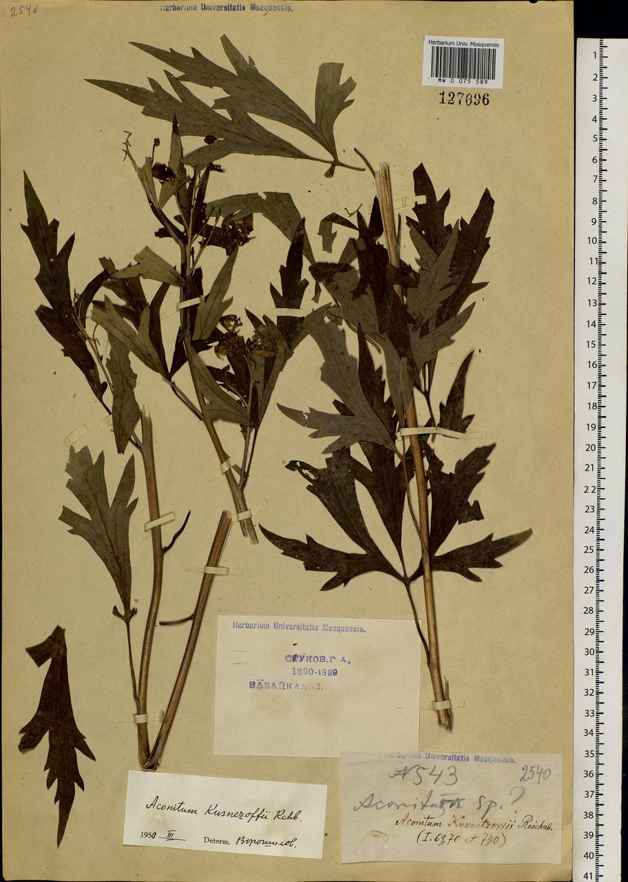 Aconitum kusnezoffii Rchb., Siberia, Baikal & Transbaikal region (S4) (Russia)