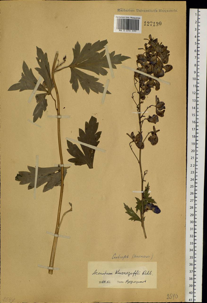 Aconitum kusnezoffii Rchb., Siberia (no precise locality) (S0) (Russia)