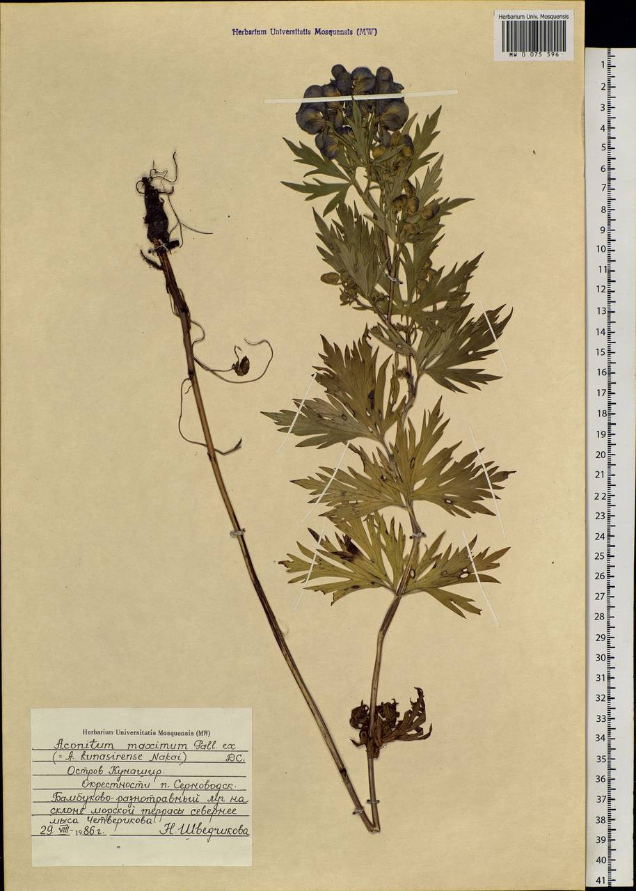 Aconitum kunasilense Nakai, Siberia, Russian Far East (S6) (Russia)
