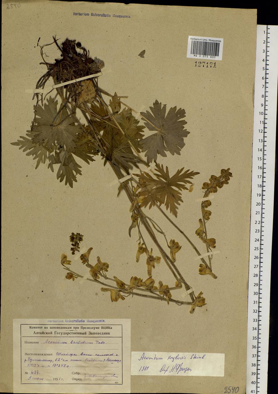 Aconitum krylovii Steinb., Siberia, Altai & Sayany Mountains (S2) (Russia)