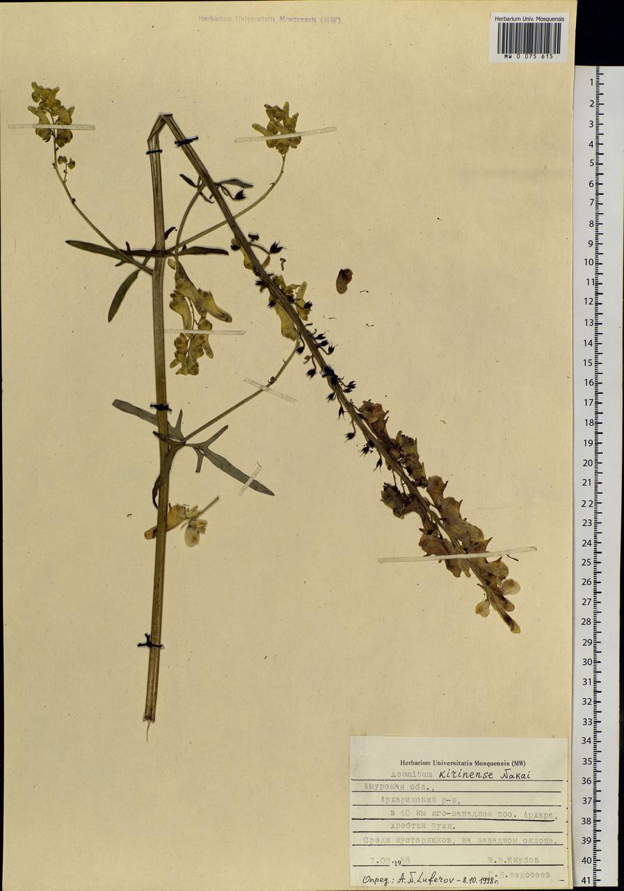 Aconitum kirinense Nakai, Siberia, Russian Far East (S6) (Russia)