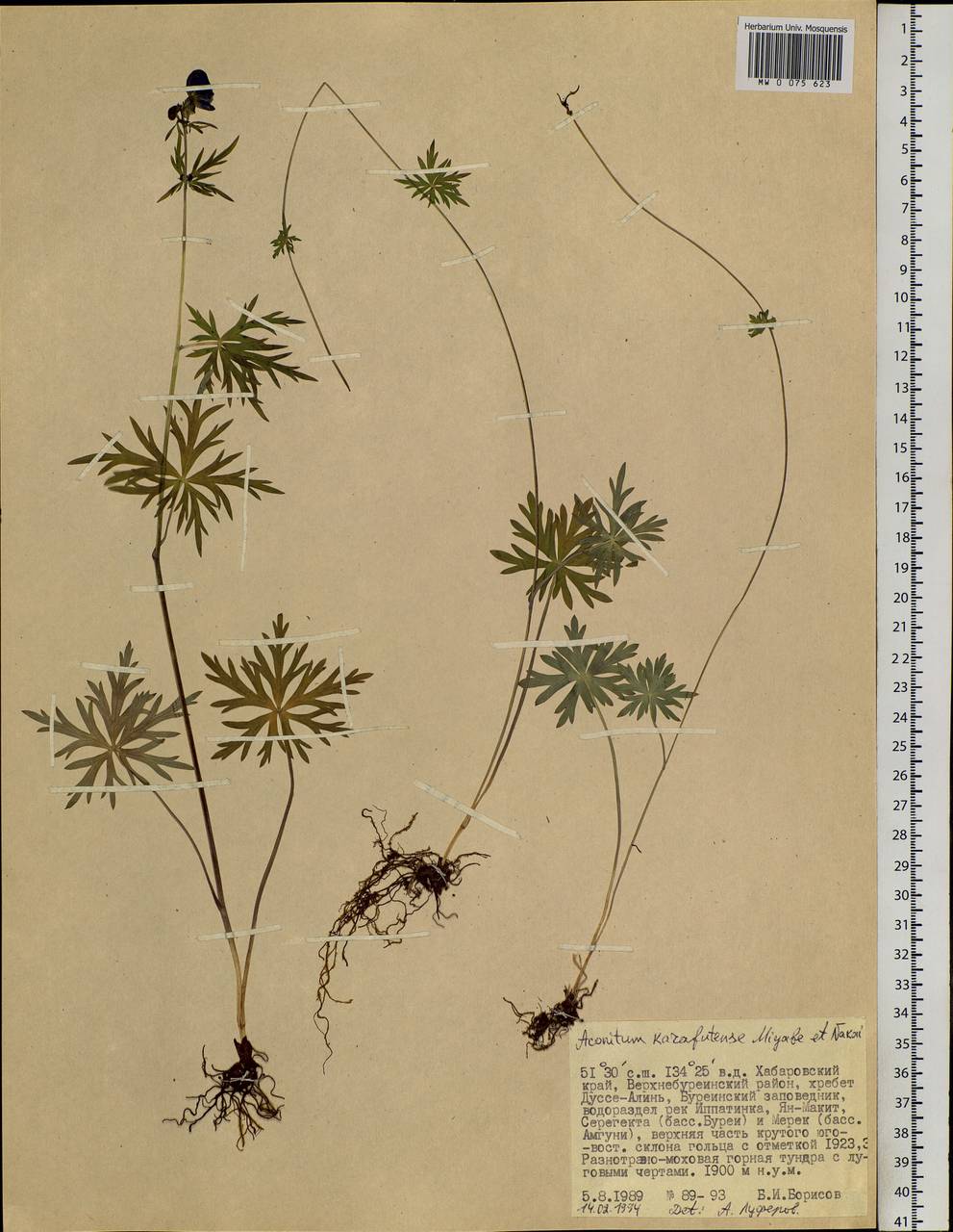 Aconitum karafutense Miyabe & Nakai, Siberia, Russian Far East (S6) (Russia)