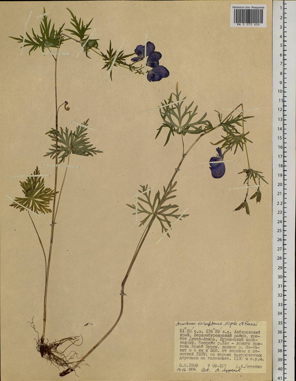 Aconitum karafutense Miyabe & Nakai, Siberia, Russian Far East (S6) (Russia)