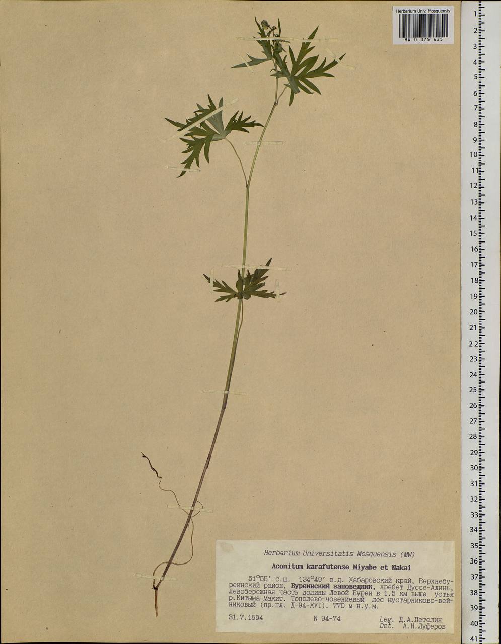 Aconitum karafutense Miyabe & Nakai, Siberia, Russian Far East (S6) (Russia)