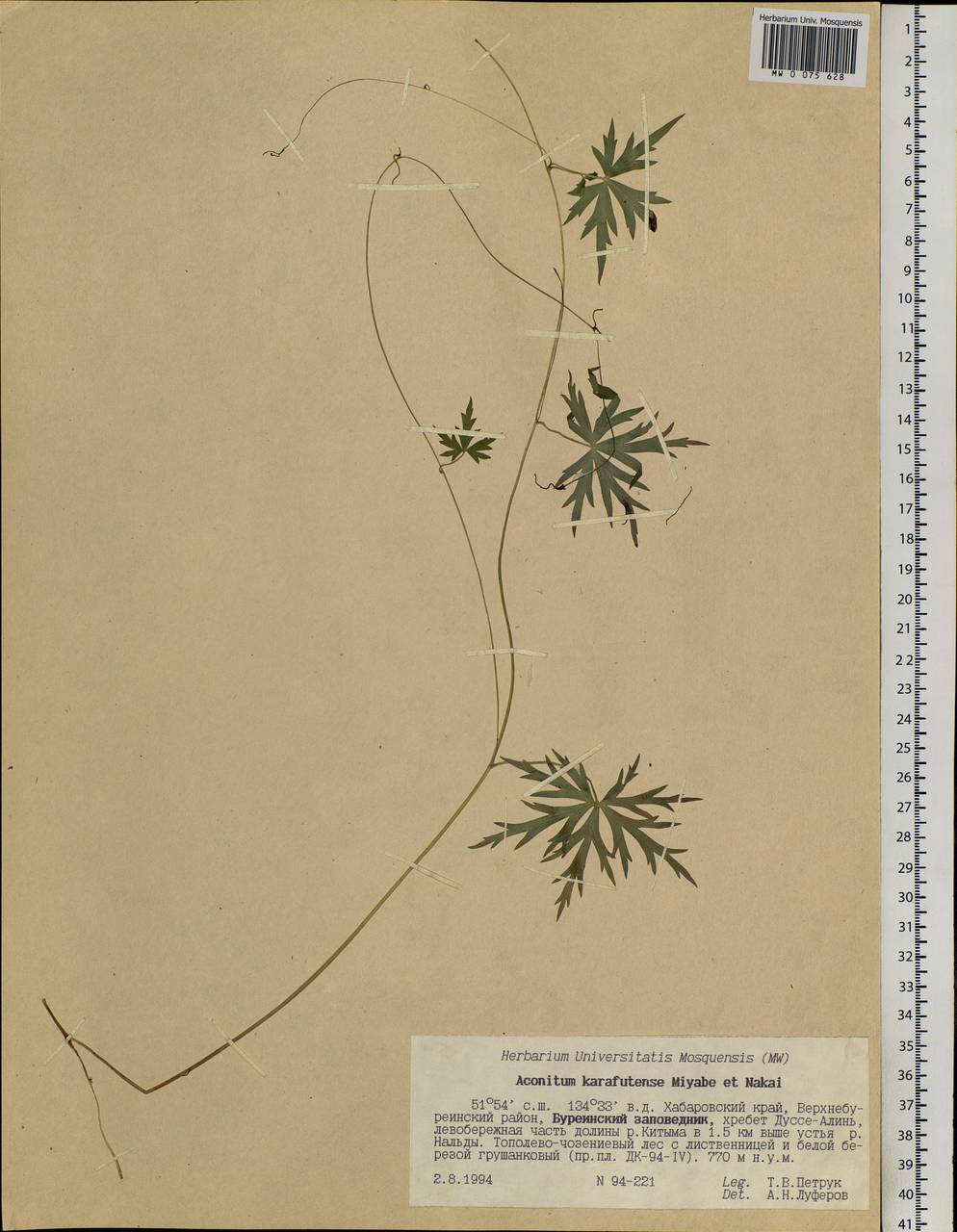 Aconitum karafutense Miyabe & Nakai, Siberia, Russian Far East (S6) (Russia)