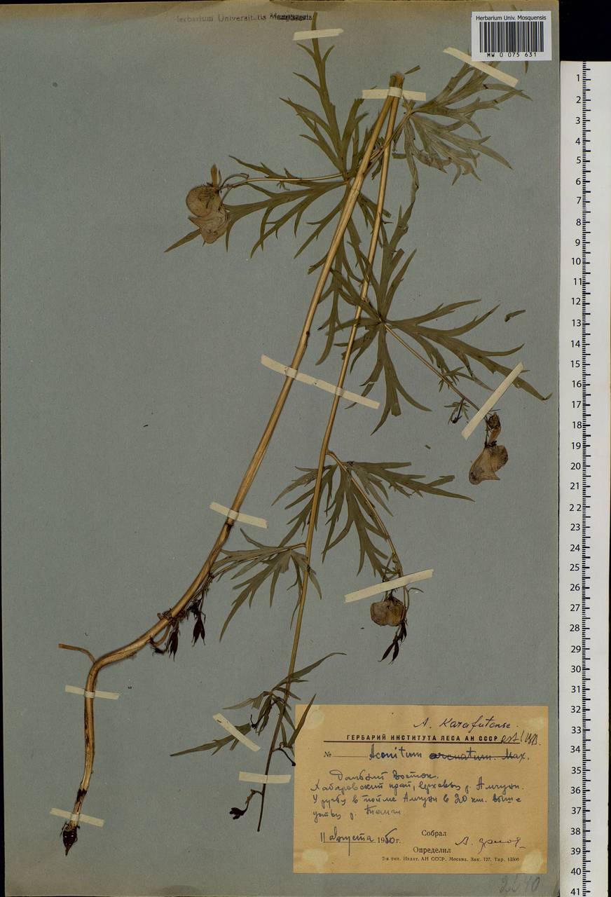 Aconitum karafutense Miyabe & Nakai, Siberia, Russian Far East (S6) (Russia)