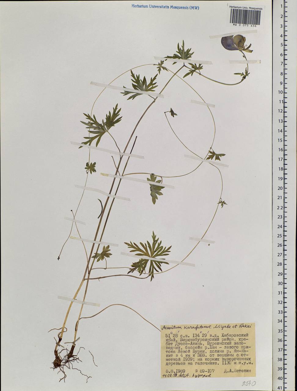 Aconitum karafutense Miyabe & Nakai, Siberia, Russian Far East (S6) (Russia)