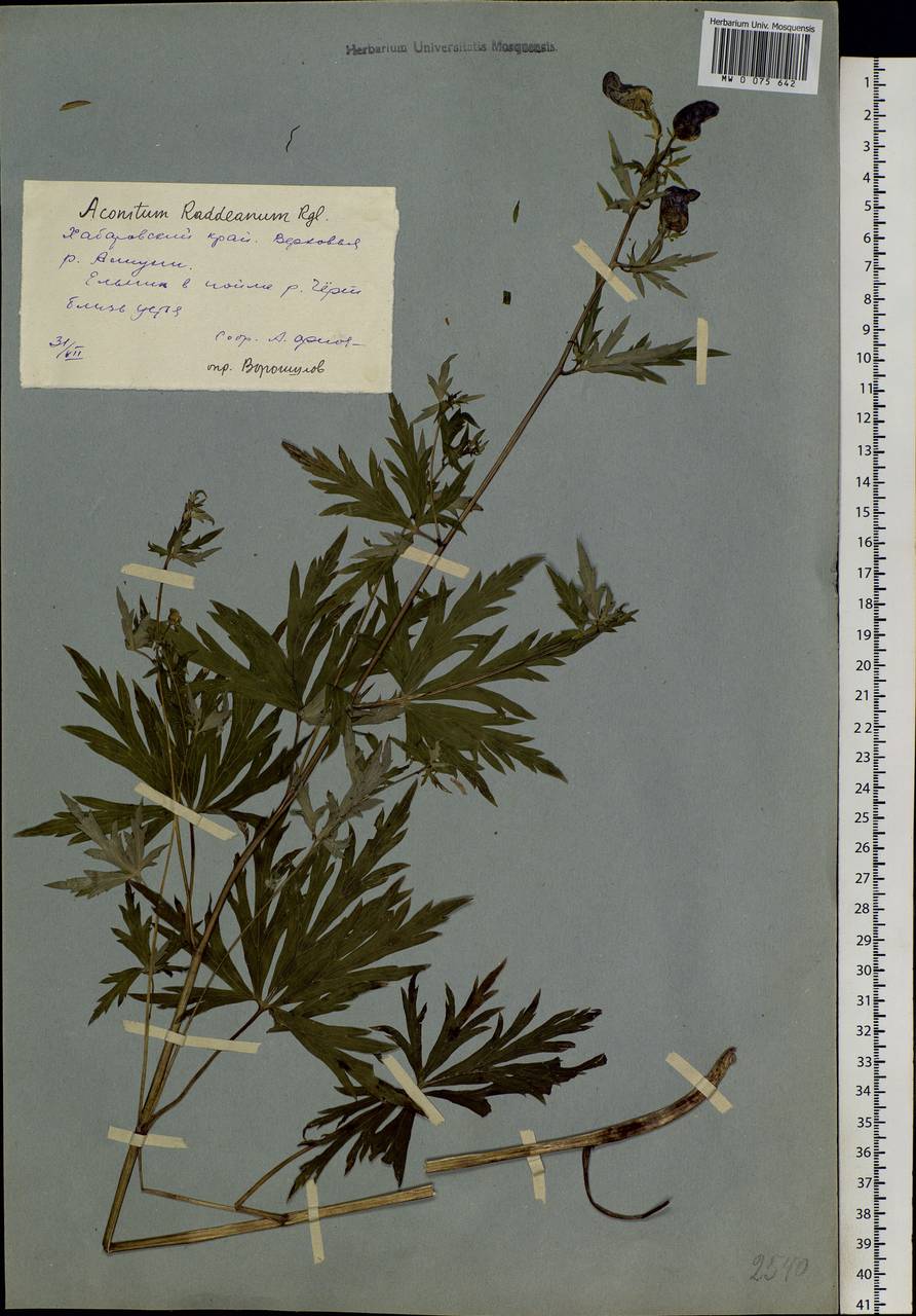 Aconitum glandulosum Rapaics, Siberia, Russian Far East (S6) (Russia)