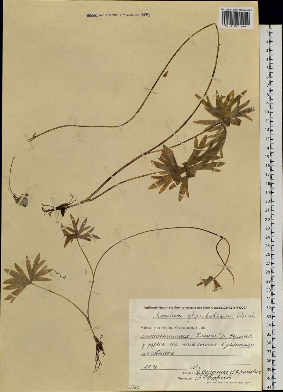 Aconitum glandulosum Rapaics, Siberia, Chukotka & Kamchatka (S7) (Russia)