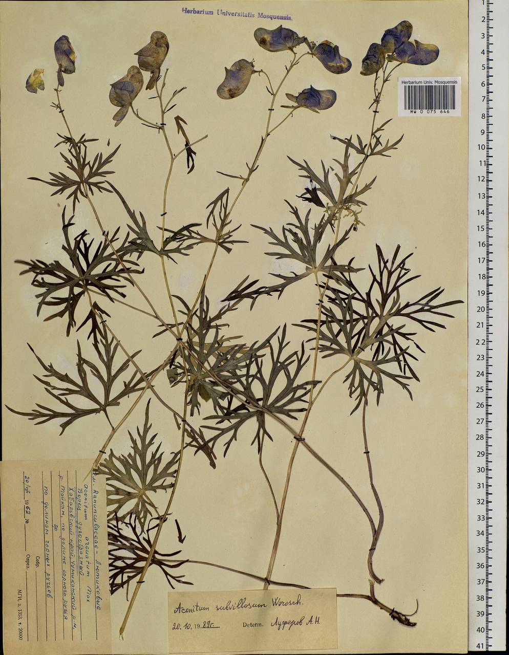 Aconitum glandulosum Rapaics, Siberia, Russian Far East (S6) (Russia)
