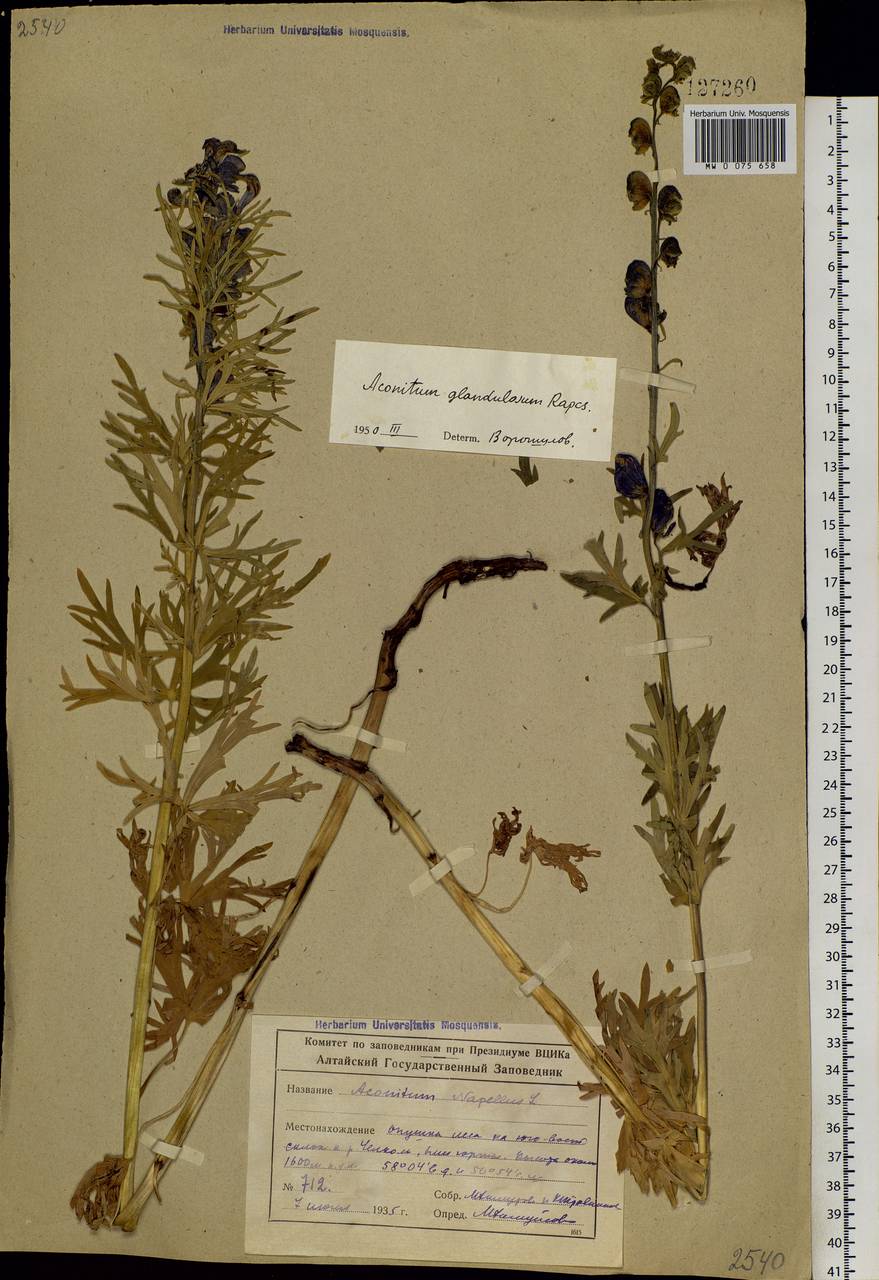 Aconitum glandulosum Rapaics, Siberia, Altai & Sayany Mountains (S2) (Russia)