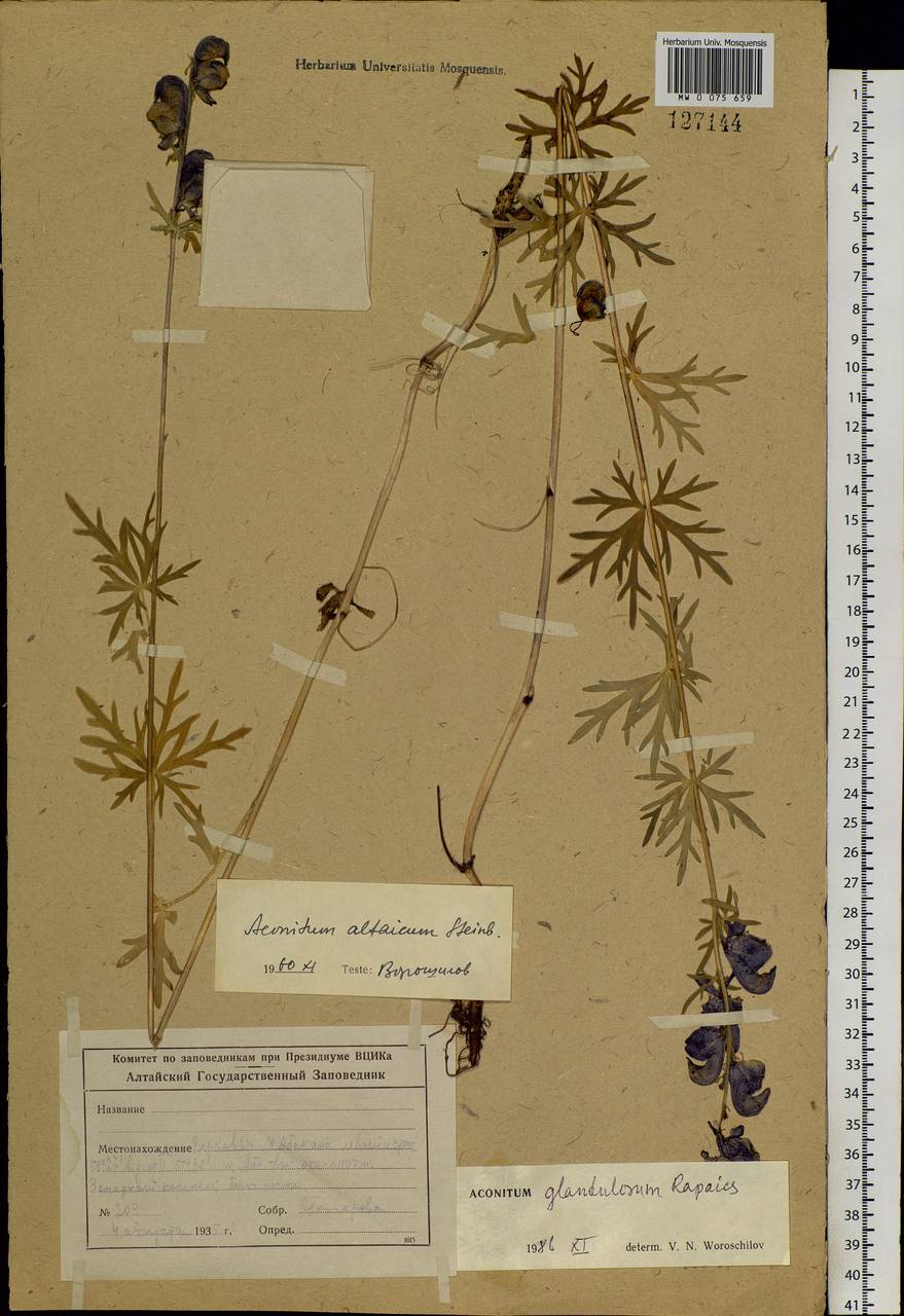 Aconitum glandulosum Rapaics, Siberia, Altai & Sayany Mountains (S2) (Russia)