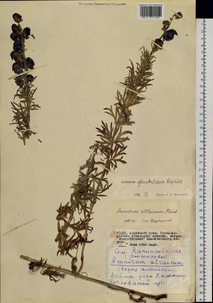 Aconitum glandulosum Rapaics, Siberia, Altai & Sayany Mountains (S2) (Russia)