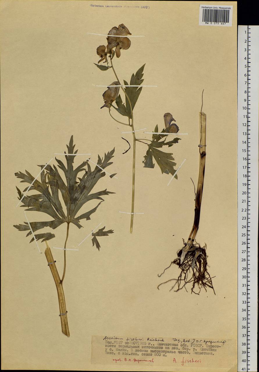 Aconitum fischeri Rchb., Siberia, Chukotka & Kamchatka (S7) (Russia)