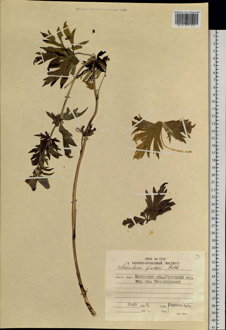 Aconitum fischeri Rchb., Siberia, Chukotka & Kamchatka (S7) (Russia)