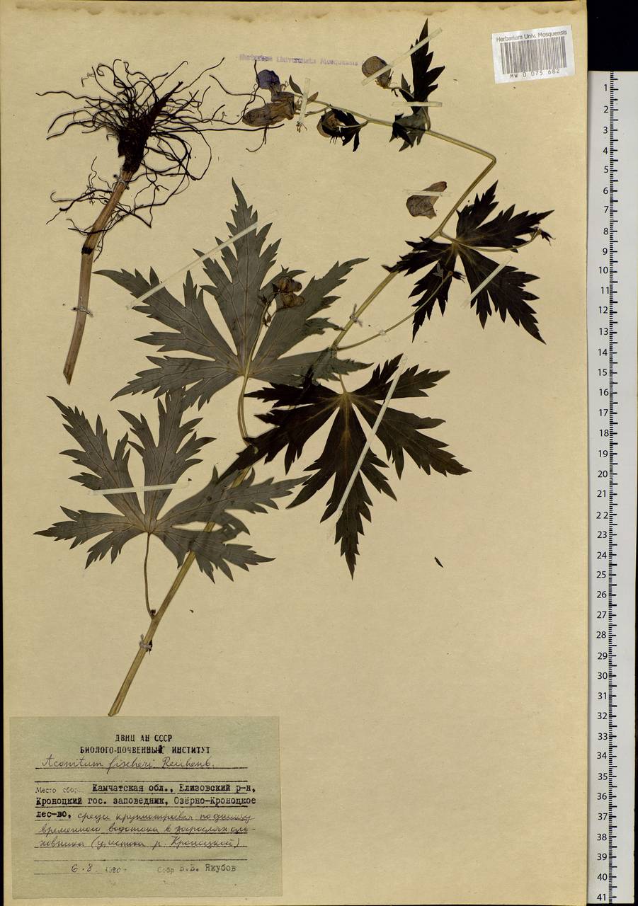 Aconitum fischeri Rchb., Siberia, Chukotka & Kamchatka (S7) (Russia)