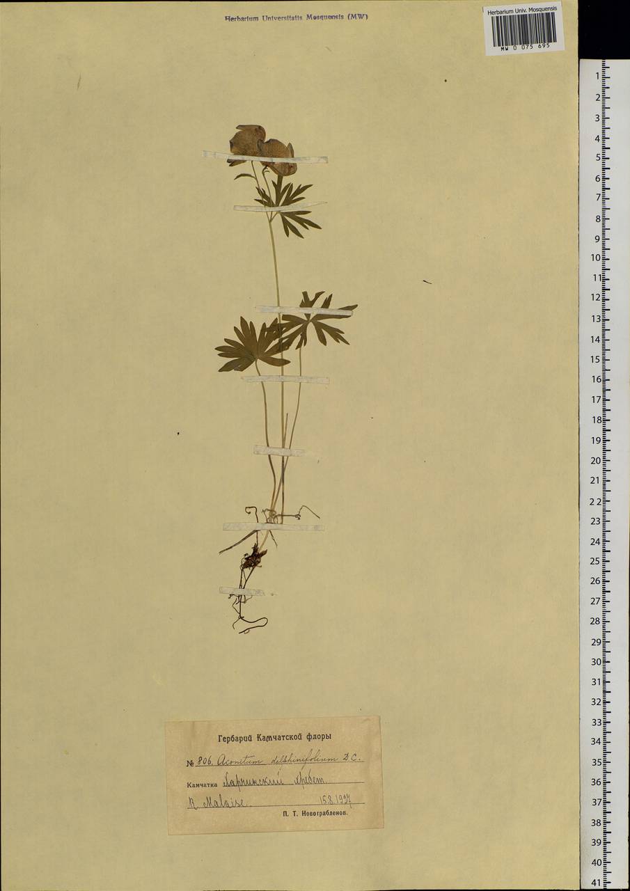 Aconitum delphinifolium, Siberia, Chukotka & Kamchatka (S7) (Russia)