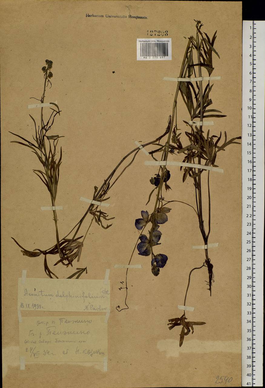 Aconitum delphinifolium, Siberia, Chukotka & Kamchatka (S7) (Russia)