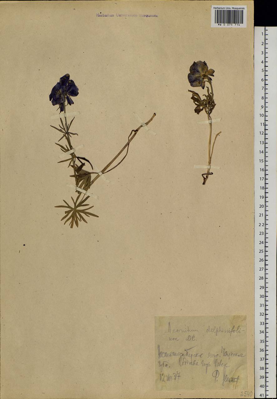 Aconitum delphinifolium, Siberia, Chukotka & Kamchatka (S7) (Russia)