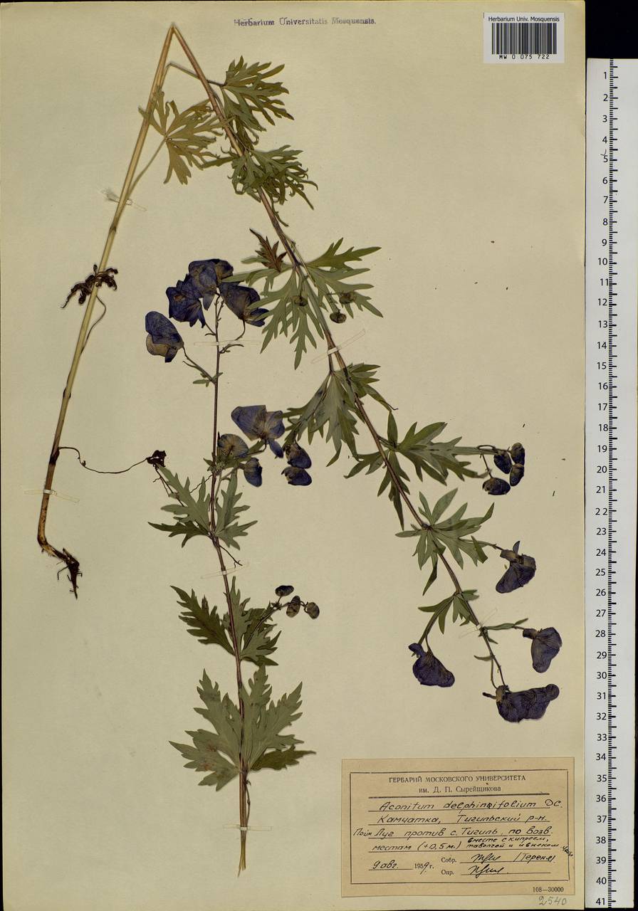 Aconitum delphinifolium, Siberia, Chukotka & Kamchatka (S7) (Russia)