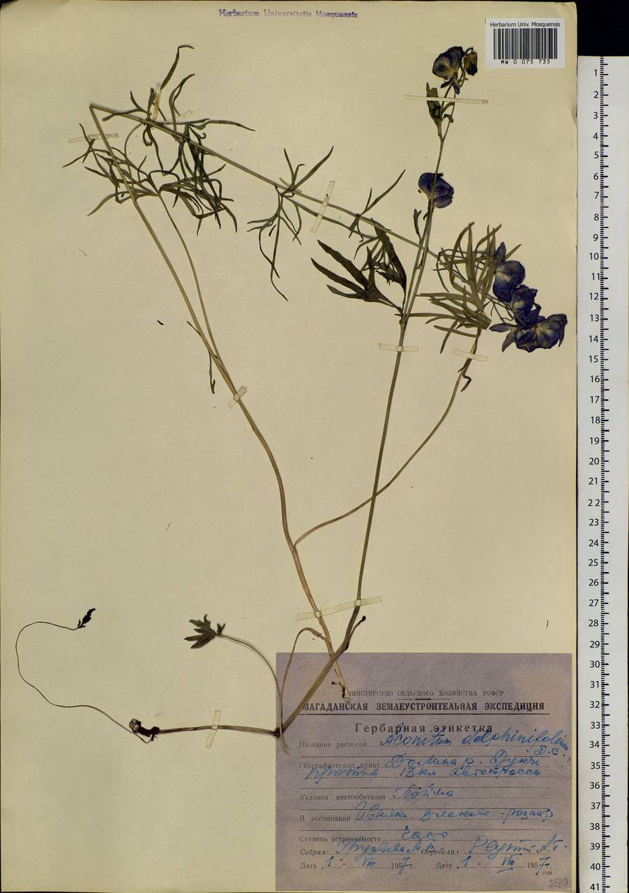 Aconitum delphinifolium DC., Siberia, Chukotka & Kamchatka (S7) (Russia)