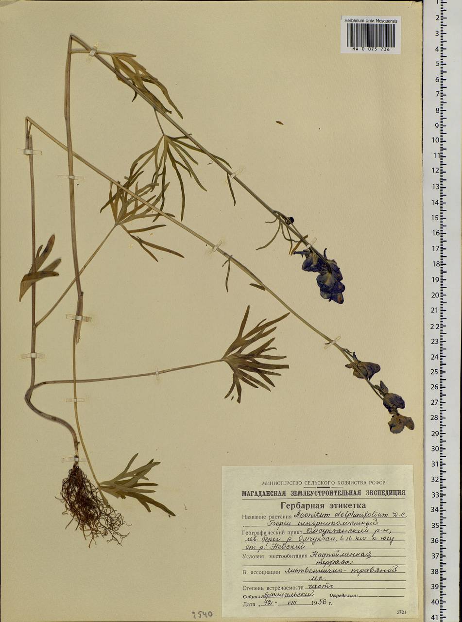 Aconitum delphinifolium, Siberia, Chukotka & Kamchatka (S7) (Russia)