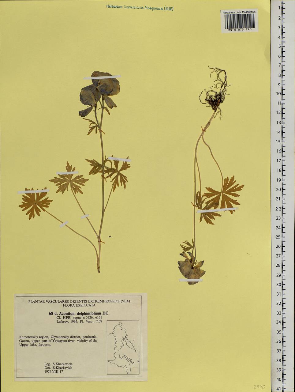 Aconitum delphinifolium, Siberia, Chukotka & Kamchatka (S7) (Russia)