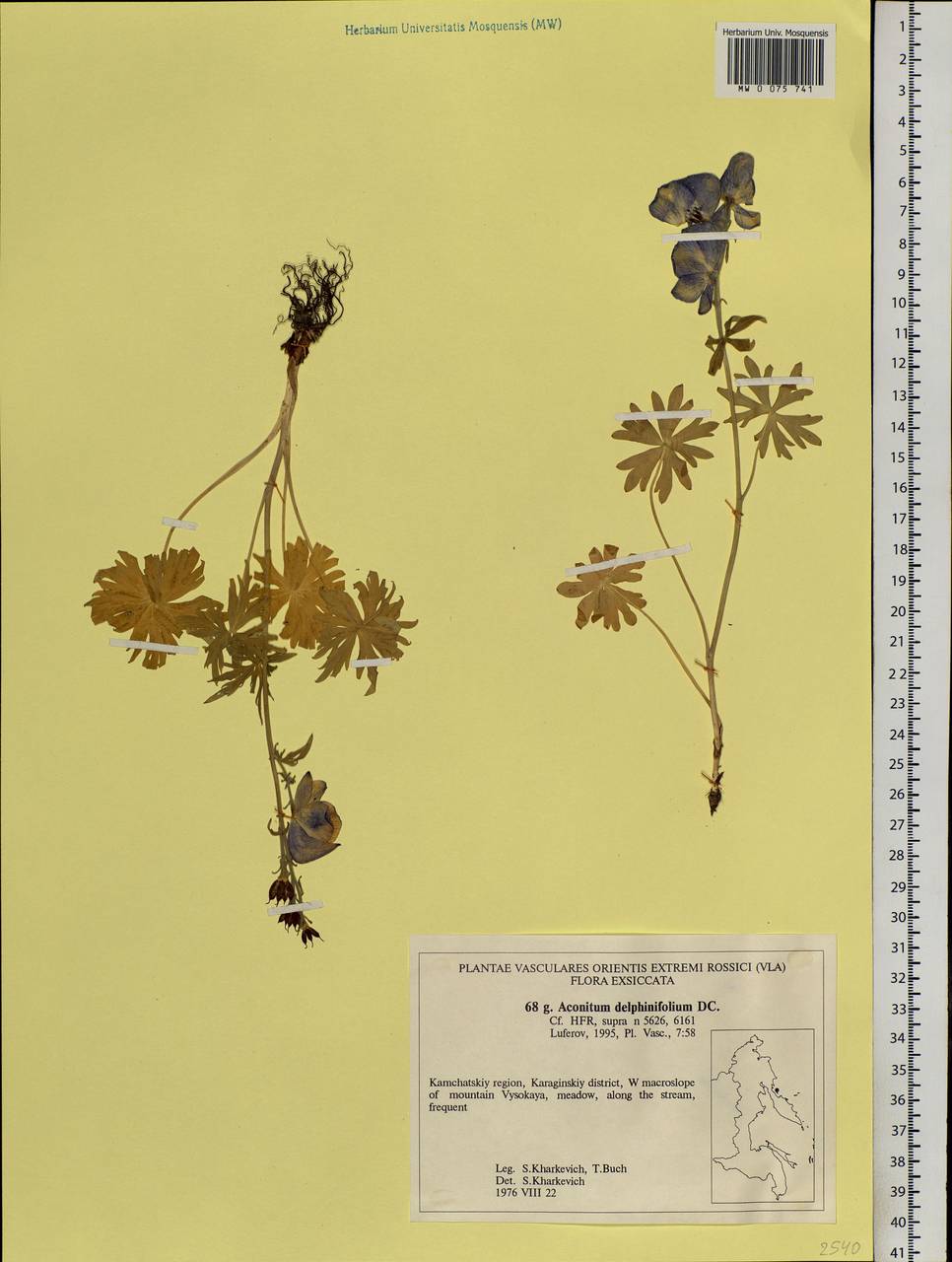 Aconitum delphinifolium DC., Siberia, Chukotka & Kamchatka (S7) (Russia)