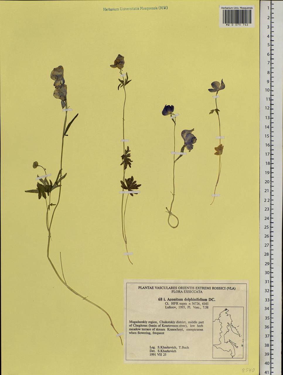 Aconitum delphinifolium, Siberia, Chukotka & Kamchatka (S7) (Russia)