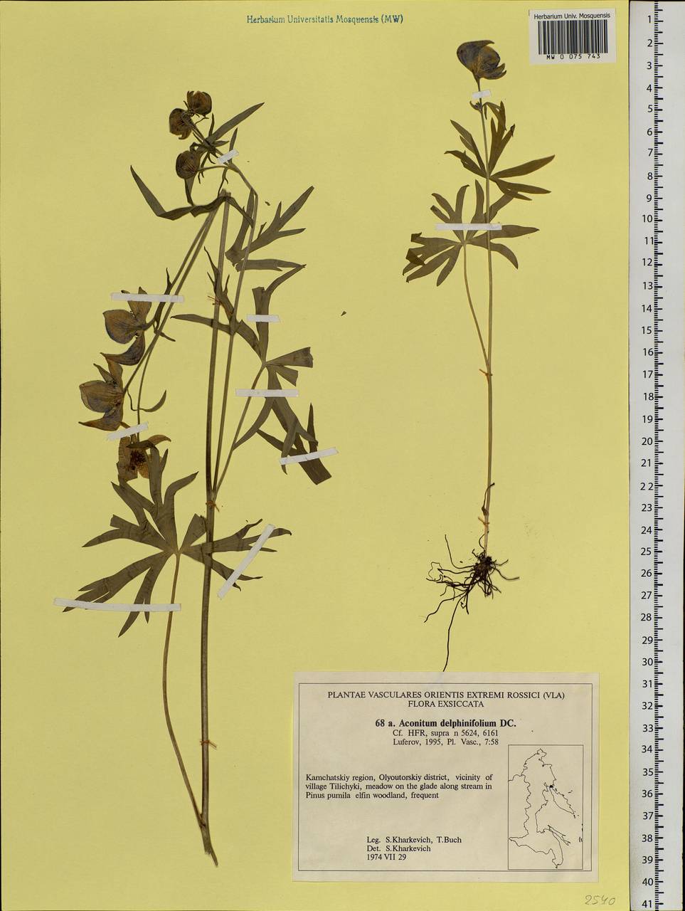 Aconitum delphinifolium DC., Siberia, Chukotka & Kamchatka (S7) (Russia)