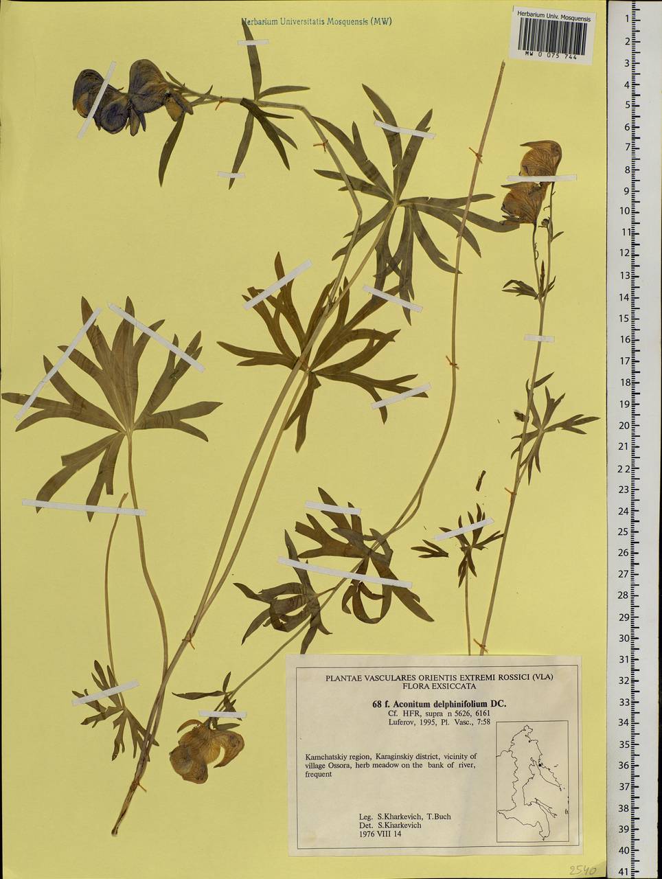 Aconitum delphinifolium, Siberia, Chukotka & Kamchatka (S7) (Russia)