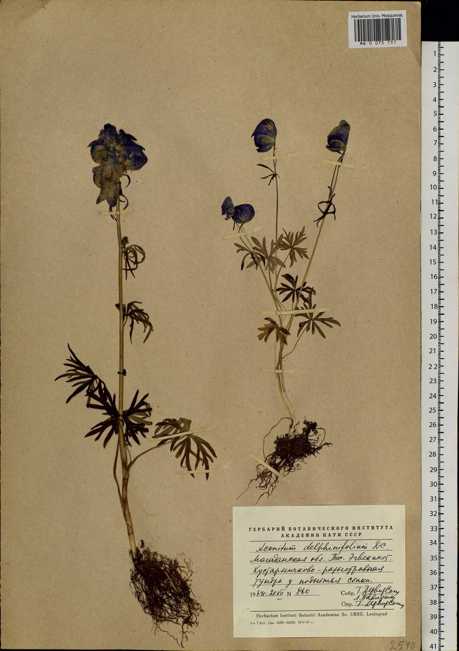 Aconitum delphinifolium DC., Siberia, Chukotka & Kamchatka (S7) (Russia)