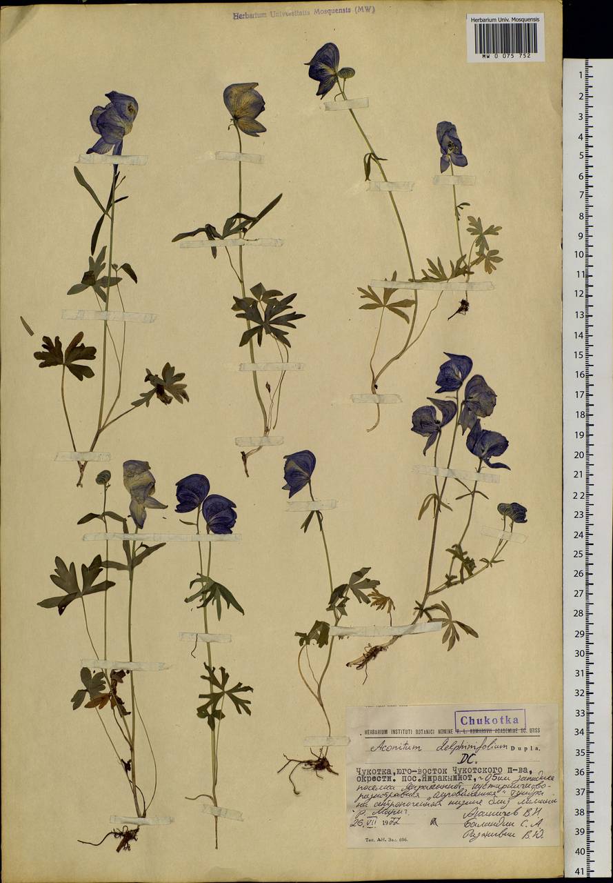 Aconitum delphinifolium, Siberia, Chukotka & Kamchatka (S7) (Russia)