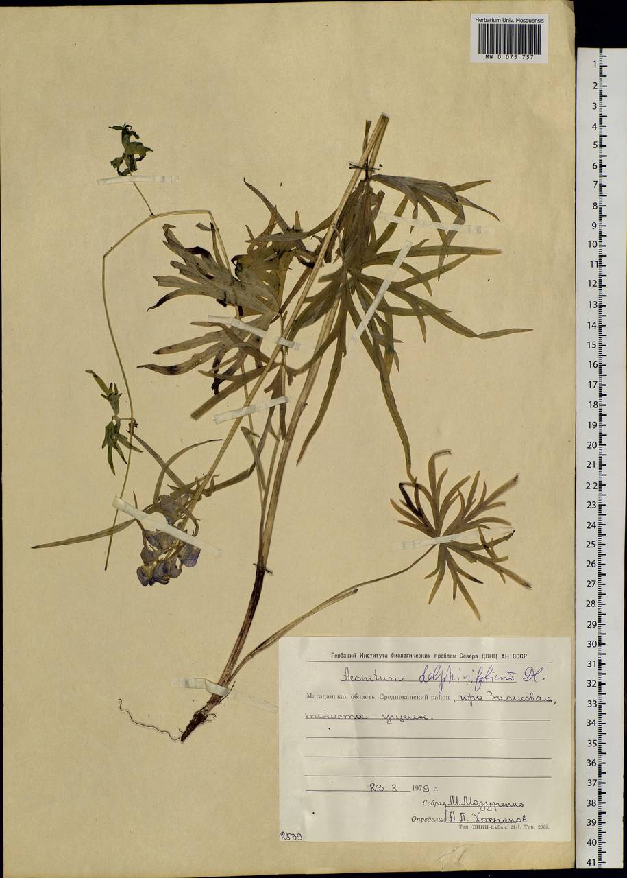 Aconitum delphinifolium DC., Siberia, Chukotka & Kamchatka (S7) (Russia)